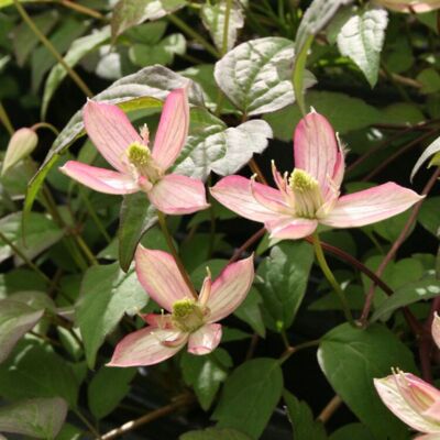 Fleur Clematite - Clematis montana Marjorie 70cm - Publicité Fleur Clematite - Clematis montana Marjorie 70cm - Publicité