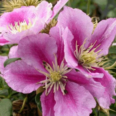 Fleur Clematite - Clematis Little Duckling 70cm - Publicité Fleur Clematite - Clematis Little Duckling 70cm - Publicité