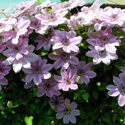 Fleur Clematite - Clematis Jan Pawel II 70cm - Publicité Fleur Clematite - Clematis Jan Pawel II 70cm - Publicité