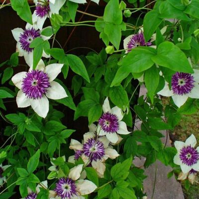 Fleur Clematite - Clematis florida Sieboldii 70cm - Publicité Fleur Clematite - Clematis florida Sieboldii 70cm - Publicité