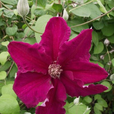 Fleur Clematite - Clematis Ernest Markham 70cm - Publicité Fleur Clematite - Clematis Ernest Markham 70cm - Publicité