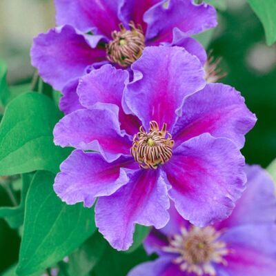 Fleur Clematite - Clematis Ashva 70cm - Publicité Fleur Clematite - Clematis Ashva 70cm - Publicité