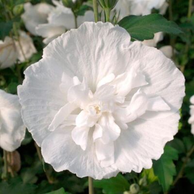 Fleur Hibiscus de Syrie White Chiffon - Hibiscus syriacus white chiffon 40/60 cm Pot 3L - Publicité Fleur Hibiscus de Syrie White Chiffon - Hibiscus syriacus white chiffon 40/60 cm Pot 3L - Publicité