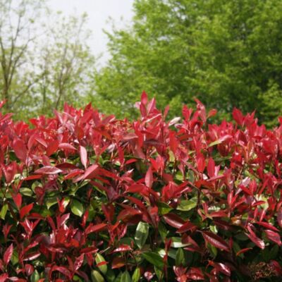 Fleur Photinia Red Robin - Photinia xfraseri Red Robin en Pot 5L 80/100cm - Publicité Fleur Photinia Red Robin - Photinia xfraseri Red Robin en Pot 5L 80/100cm - Publicité