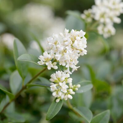 Fleur Troène commun - Ligustrum vulgare en Pot 7,5L 120/150cm - Publicité Fleur Troène commun - Ligustrum vulgare en Pot 7,5L 120/150cm - Publicité