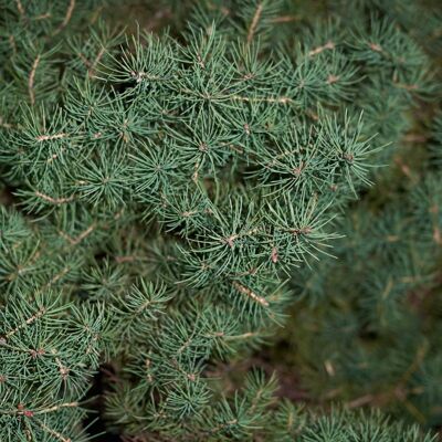 Fleur Épicéa blanc Blue Planet - Picea glauca Blue Planet Pot 5L - Publicité Fleur Épicéa blanc Blue Planet - Picea glauca Blue Planet Pot 5L - Publicité