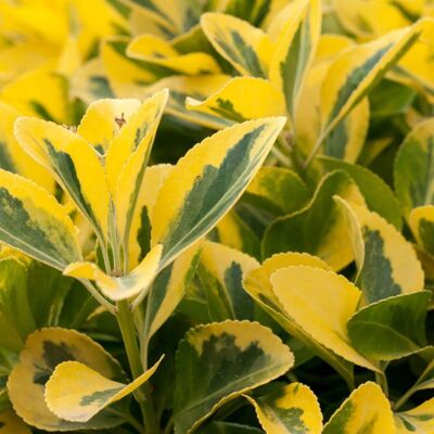 Fleur Troène doré - Ligustrum ovalifolium Aureum en Pot 7,5L 150cm - Publicité Fleur Troène doré - Ligustrum ovalifolium Aureum en Pot 7,5L 150cm - Publicité