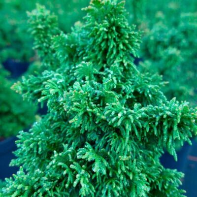 Fleur Thuya occidental Sagrada - Thuja occidentalis Sagrada 60 cm Pot 5L - Publicité Fleur Thuya occidental Sagrada - Thuja occidentalis Sagrada 60 cm Pot 5L - Publicité