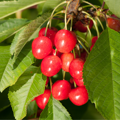 Fleur Prunus cerasus - Griottier 120 cm en Pot - Publicité Fleur Prunus cerasus - Griottier 120 cm en Pot - Publicité
