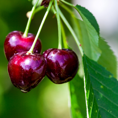 Fleur Prunus avium Van - Cerisier 120 cm en Pot - Publicité Fleur Prunus avium Van - Cerisier 120 cm en Pot - Publicité