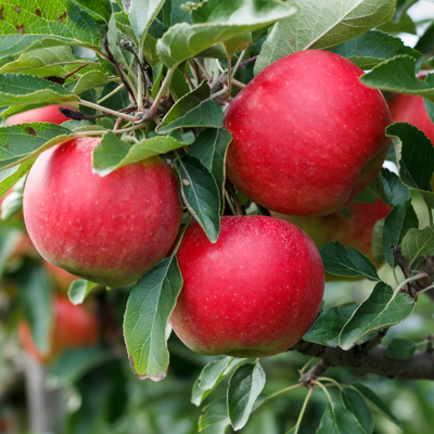 Fleur Malus domestica Melrose - Pommier 120 cm en Pot - Publicité Fleur Malus domestica Melrose - Pommier 120 cm en Pot - Publicité