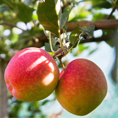 Fleur Malus domestica Reine Des Reinettes - Pommier 120 cm en Pot - Publicité Fleur Malus domestica Reine Des Reinettes - Pommier 120 cm en Pot - Publicité