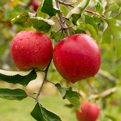 Fleur Malus Red Sensation - Pommier 80 cm en colonne en Pot - Publicité Fleur Malus Red Sensation - Pommier 80 cm en colonne en Pot - Publicité
