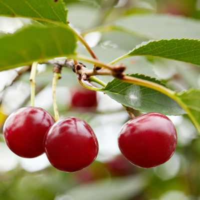 Fleur Prunus avium Hedelfinger - Cerisier 120 cm en Pot - Publicité Fleur Prunus avium Hedelfinger - Cerisier 120 cm en Pot - Publicité