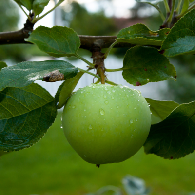 Fleur Malus domestica Granny Smith - Pommier 120 cm en Pot - Publicité Fleur Malus domestica Granny Smith - Pommier 120 cm en Pot - Publicité