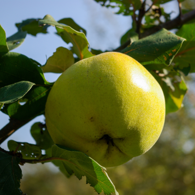 Fleur Malus domestica Golden Delicious - Pommier 120 cm en Pot - Publicité Fleur Malus domestica Golden Delicious - Pommier 120 cm en Pot - Publicité