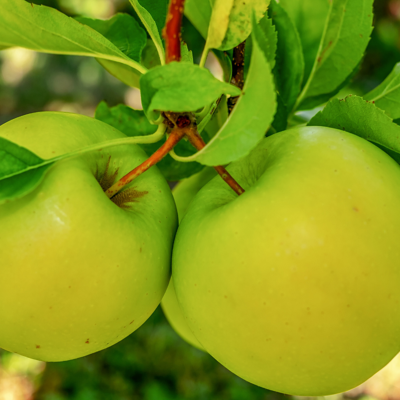 Fleur Malus domestica Gloster - Pommier 120 cm en Pot - Publicité Fleur Malus domestica Gloster - Pommier 120 cm en Pot - Publicité