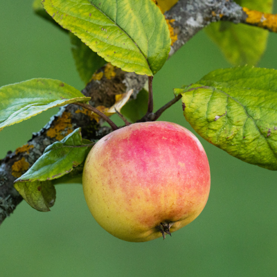 Fleur Malus domestica Elstar - Pommier 120 cm en Pot - Publicité Fleur Malus domestica Elstar - Pommier 120 cm en Pot - Publicité