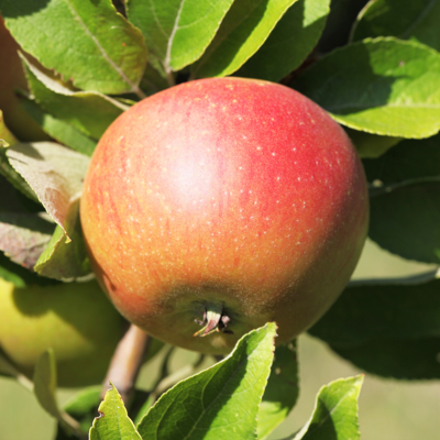 Fleur Malus domestica Coxs Orange Pippin - Pommier 120 cm en Pot - Publicité Fleur Malus domestica Coxs Orange Pippin - Pommier 120 cm en Pot - Publicité