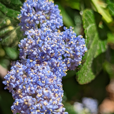 Fleur Céanothe del henri defosse - Ceanothus del henri defosse 50/60 cm Pot 3L - Publicité Fleur Céanothe del henri defosse - Ceanothus del henri defosse 50/60 cm Pot 3L - Publicité