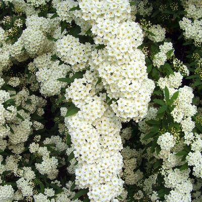 Fleur Spirée arguta - Spiraea arguta 40/60 cm Pot 3L - Publicité Fleur Spirée arguta - Spiraea arguta 40/60 cm Pot 3L - Publicité