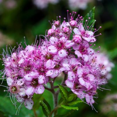 Fleur Spirée japonica little princess - Spiraea japonica little princess 20/30 cm Pot 3L - Publicité Fleur Spirée japonica little princess - Spiraea japonica little princess 20/30 cm Pot 3L - Publicité