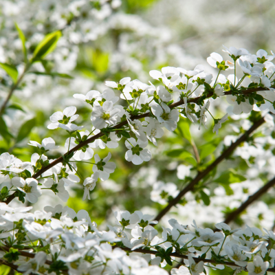 Fleur Spirée thunbergii - Spiraea thunbergii 40/60 cm Pot 3L - Publicité Fleur Spirée thunbergii - Spiraea thunbergii 40/60 cm Pot 3L - Publicité