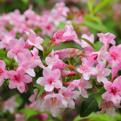 Fleur Weigela carnaval - Weigela carnaval 50/60 cm Pot 3L - Publicité Fleur Weigela carnaval - Weigela carnaval 50/60 cm Pot 3L - Publicité