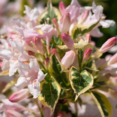 Fleur Weigela florida monet - Weigela florida monet 25/30 cm Pot 3L - Publicité Fleur Weigela florida monet - Weigela florida monet 25/30 cm Pot 3L - Publicité