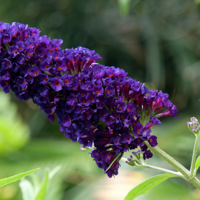 Fleur Arbre aux papillons black knight - Buddleja davidii black knight 80/100 cm Pot 3L - Publicité Fleur Arbre aux papillons black knight - Buddleja davidii black knight 80/100 cm Pot 3L - Publicité