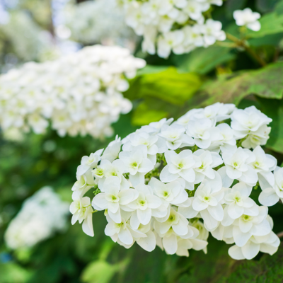 Fleur Hortensia quercifolia - Hydrangea quercifolia 40/60 cm Pot 3L - Publicité Fleur Hortensia quercifolia - Hydrangea quercifolia 40/60 cm Pot 3L - Publicité