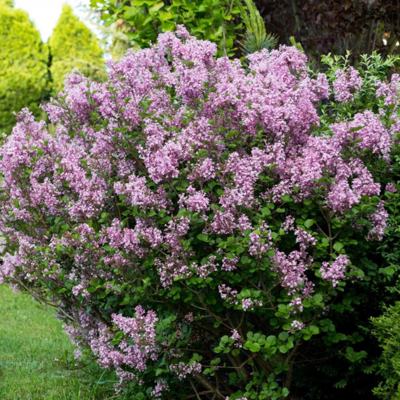 Fleur Lilas microphylla superba - Syringa microphylla superba 40/50 cm Pot 3L - Publicité Fleur Lilas microphylla superba - Syringa microphylla superba 40/50 cm Pot 3L - Publicité