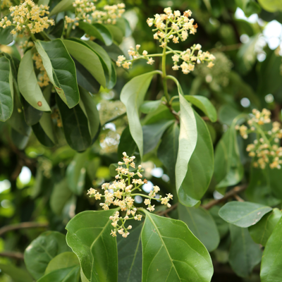 Fleur Viorne fairy stars - Viburnum fairy stars Pot 3L - Publicité Fleur Viorne fairy stars - Viburnum fairy stars Pot 3L - Publicité