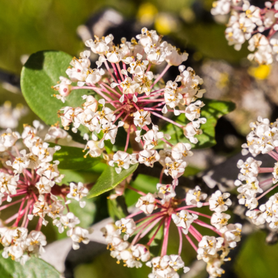 Fleur Céanothe pallidus marie simon - Ceanothus pallidus marie simon 50/60 cm Pot 3L - Publicité Fleur Céanothe pallidus marie simon - Ceanothus pallidus marie simon 50/60 cm Pot 3L - Publicité