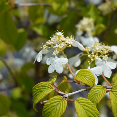Fleur Viorne kilimanjaro sunrise - Viburnum kilimanjaro sunrise Pot 3L - Publicité Fleur Viorne kilimanjaro sunrise - Viburnum kilimanjaro sunrise Pot 3L - Publicité