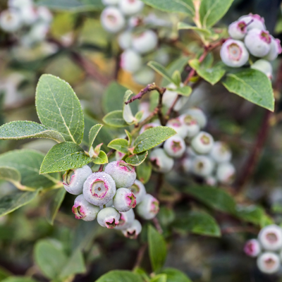 Fleur Myrtillier arbustive - Vaccinium corymbosum 60 cm Pot 5L - Publicité Fleur Myrtillier arbustive - Vaccinium corymbosum 60 cm Pot 5L - Publicité