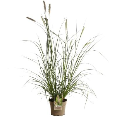 Fleur Herbe aux écouvillons - Pennisetum alopecuroides 80/100 cm Pot 3L - Publicité Fleur Herbe aux écouvillons - Pennisetum alopecuroides 80/100 cm Pot 3L - Publicité