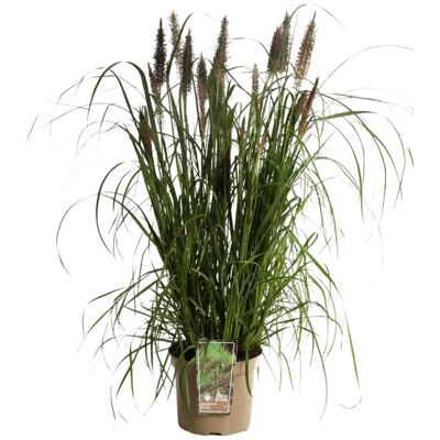 Fleur Herbe aux écouvillons Black Beauty - Pennisetum alopecuroides Black Beauty 80/100 cm Pot 7,5L - Publicité Fleur Herbe aux écouvillons Black Beauty - Pennisetum alopecuroides Black Beauty 80/100 cm Pot 7,5L - Publicité