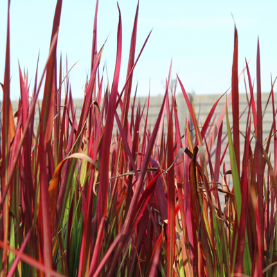 Fleur Herbe sanglante Red Baron - Imperata cylindrica Red Baron 40/60 cm Pot 3L - Publicité Fleur Herbe sanglante Red Baron - Imperata cylindrica Red Baron 40/60 cm Pot 3L - Publicité