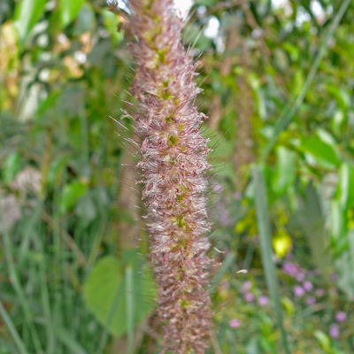 Fleur Herbe aux écouvillons Red Head - Pennisetum alopecuroides Red Head 80/100 cm Pot 7,5L - Publicité Fleur Herbe aux écouvillons Red Head - Pennisetum alopecuroides Red Head 80/100 cm Pot 7,5L - Publicité