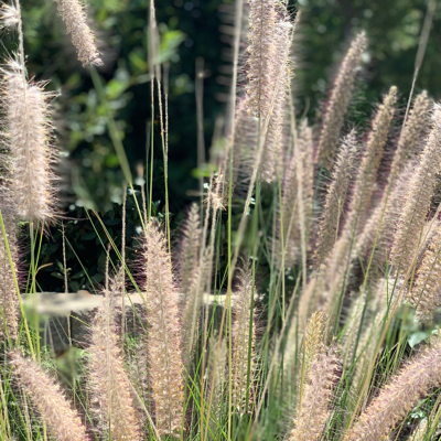 Fleur Herbe aux écouvillons orientale Fairy Tails - Pennisetum orientale Fairy Tails 80/100 cm Pot 3L - Publicité Fleur Herbe aux écouvillons orientale Fairy Tails - Pennisetum orientale Fairy Tails 80/100 cm Pot 3L - Publicité