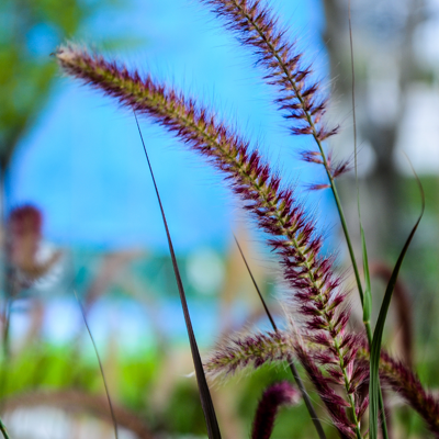 Fleur Herbe aux écouvillons Black Beauty - Pennisetum alopecuroides Black Beauty 80/100 cm Pot 3L - Publicité Fleur Herbe aux écouvillons Black Beauty - Pennisetum alopecuroides Black Beauty 80/100 cm Pot 3L - Publicité