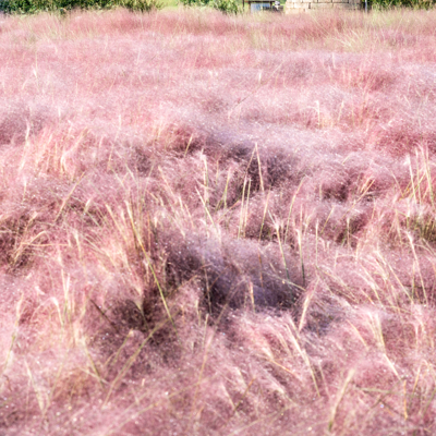 Fleur Herbe damour - Eragrostis spectabilis 10/20 cm Pot 3L - Publicité Fleur Herbe damour - Eragrostis spectabilis 10/20 cm Pot 3L - Publicité