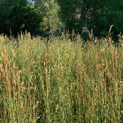 Fleur Calamagrostis England - Calamagrostis acutiflora England 40/60 cm Pot 3L - Publicité Fleur Calamagrostis England - Calamagrostis acutiflora England 40/60 cm Pot 3L - Publicité