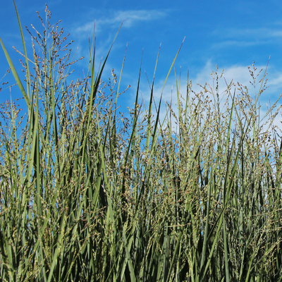 Fleur Panic érigé Prairie Sky - Panicum virgatum Prairie Sky 80/100 cm Pot 3L - Publicité Fleur Panic érigé Prairie Sky - Panicum virgatum Prairie Sky 80/100 cm Pot 3L - Publicité