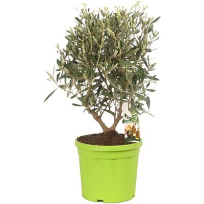 Fleur Olivier – Olea europaea 50 cm Pot 20cm - Publicité Fleur Olivier – Olea europaea 50 cm Pot 20cm - Publicité