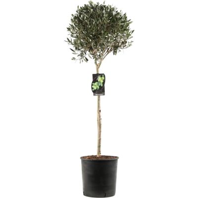 Fleur Olivier boule – Olea europaea Diamètre boule 30cm Pot 10L - Publicité Fleur Olivier boule – Olea europaea Diamètre boule 30cm Pot 10L - Publicité
