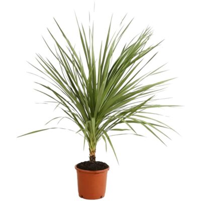 Fleur Cordyline indivise – Cordyline indivisa 100 cm Pot 15L - Publicité Fleur Cordyline indivise – Cordyline indivisa 100 cm Pot 15L - Publicité