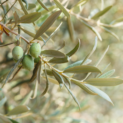 Fleur Olivier buisson – Olea europaea Buisson 40/50cm Pot 4L - Publicité Fleur Olivier buisson – Olea europaea Buisson 40/50cm Pot 4L - Publicité