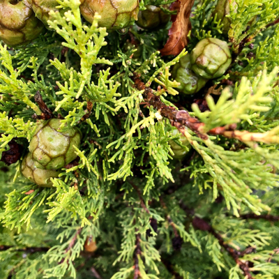 Fleur Cyprès de Provence Totem - Cupressus sempervirens Totem 60/80cm Pot 3L - Publicité Fleur Cyprès de Provence Totem - Cupressus sempervirens Totem 60/80cm Pot 3L - Publicité